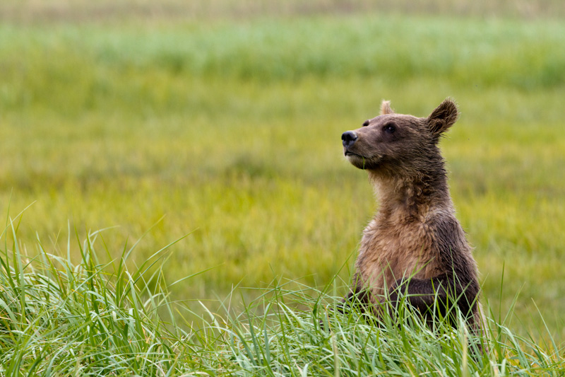 Grizzly Bear Cub Standing In Grass